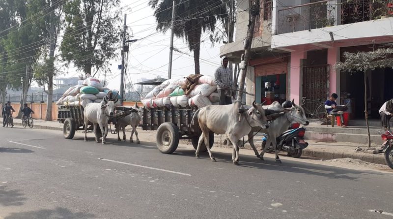 धान उत्पादनमा यस वर्ष कमी, प्रदेश २ मा ५.२४ प्रतिशतले कमी