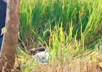 जनकपुरको धान खेतमा एक युवक मृत फेला, हत्याको आशंका