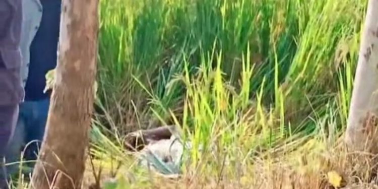 जनकपुरको धान खेतमा एक युवक मृत फेला, हत्याको आशंका