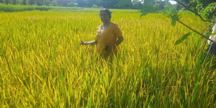 दैलेखका किसानको ‘गुणे’ धानमा अधिक आकर्षण