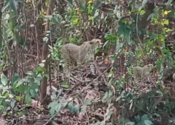 मानवीय क्षतिको उच्च जोखिम, चितुवा नियन्त्रणमा चासो नदेखाएको आरोप