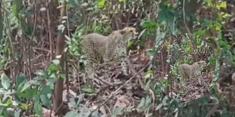 मानवीय क्षतिको उच्च जोखिम, चितुवा नियन्त्रणमा चासो नदेखाएको आरोप